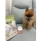 日本樂天-Premeal貓犬用保護牙齒乳酸菌保健片300粒