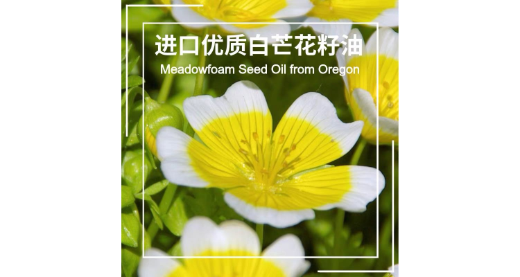 白芒花籽油